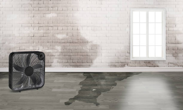 Best Carpet water damage restoration  in Timpson, TX